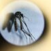 QUIRÓS REVELÓ DÓNDE PONERSE REPELENTE PARA EVITAR LA PICADURA DEL MOSQUITO DEL DENGUE