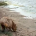 Liberaron un carpincho y 48 aves silvestres en una zona rural de Córdoba