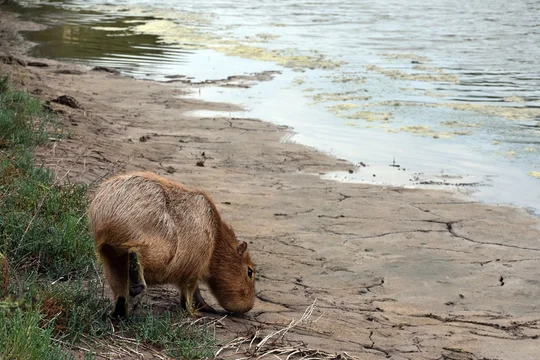 Liberaron un carpincho y 48 aves silvestres en una zona rural de Córdoba