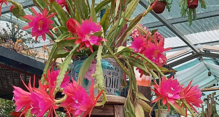 CACTUS BONAERENSES, PEQUEÑOS GIGANTES QUE ENAMORAN 