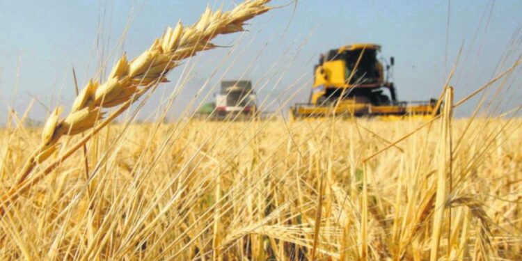 «Una buena medida»: las bolsas de cereales y comercio celebraron la continuidad de la rebaja de retenciones