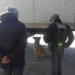 Salta: el perro antinarcóticos «Minos» halló 40 kilos de pasta base en un camión proveniente de Bolivia