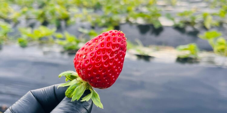 NUEVA EDICIÓN DE LA FERIA DE AGRONOMÍA DE LA UBA