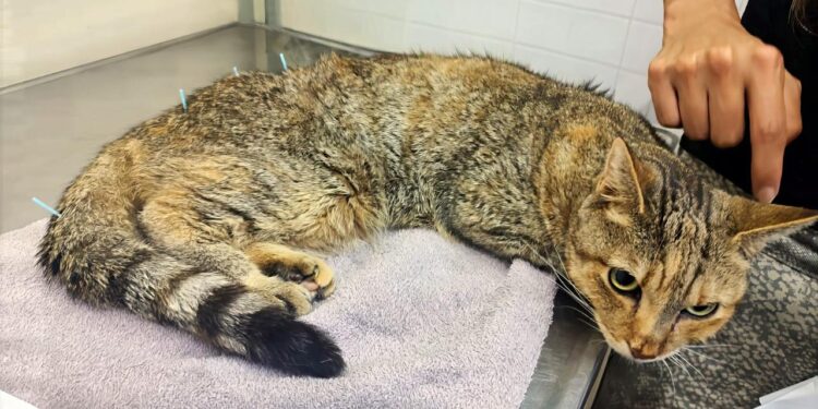 EL HOSPITAL ESCUELA DE CIENCIAS VETERINARIAS DE LA UBA OFRECE UN SERVICIO DE ACUPUNTURA PARA MEJORAR LA CALIDAD DE VIDA DE LOS ANIMALES DE COMPAÑÍA