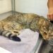 EL HOSPITAL ESCUELA DE CIENCIAS VETERINARIAS DE LA UBA OFRECE UN SERVICIO DE ACUPUNTURA PARA MEJORAR LA CALIDAD DE VIDA DE LOS ANIMALES DE COMPAÑÍA