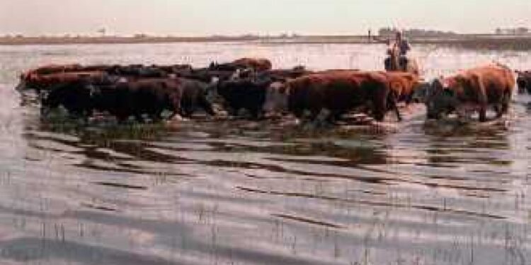 Declaran emergencia agropecuaria por inundaciones en ocho partidos bonaerenses