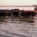 Declaran emergencia agropecuaria por inundaciones en ocho partidos bonaerenses