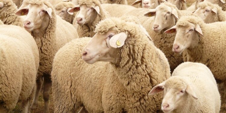 El SENASA declaró alerta sanitaria por sarna ovina en siete departamentos de Chubut