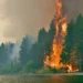 Declaran la emergencia ígnea en cuatro provincias por incendios en la Patagonia