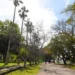 Alerta fitosanitaria: la isla Martín García bajo emergencia por plaga de insectos que afectan las palmeras