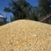Enero récord para el agro: sube 82% la liquidación de divisas del complejo oleaginoso-cerealero
