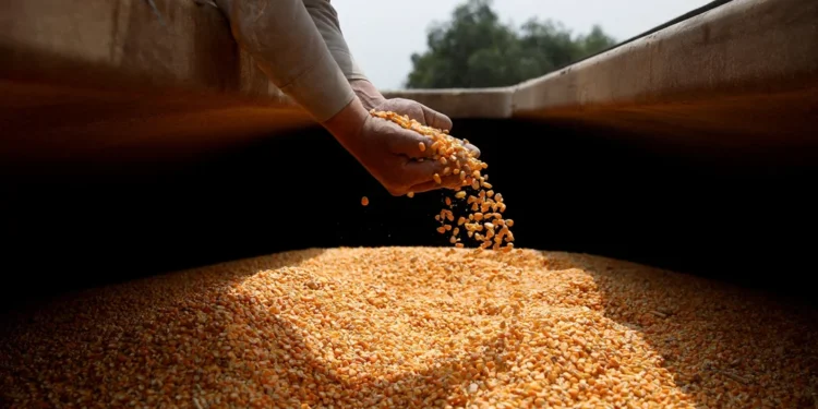 “Gracias a los productores”: Nación anunció récord histórico en producción de maíz