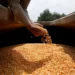 “Gracias a los productores”: Nación anunció récord histórico en producción de maíz