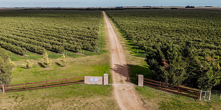 Olivares del sudoeste bonaerense: sabores mediterráneos en Argentina para el mundo