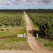 Olivares del sudoeste bonaerense: sabores mediterráneos en Argentina para el mundo