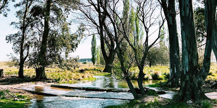 Sabores del mediterráneo en Argentina: las fincas de olivares donde se cultiva el aceite virgen extra del país en la provincia de Buenos Aires