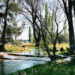 Sabores del mediterráneo en Argentina: las fincas de olivares donde se cultiva el aceite virgen extra del país en la provincia de Buenos Aires