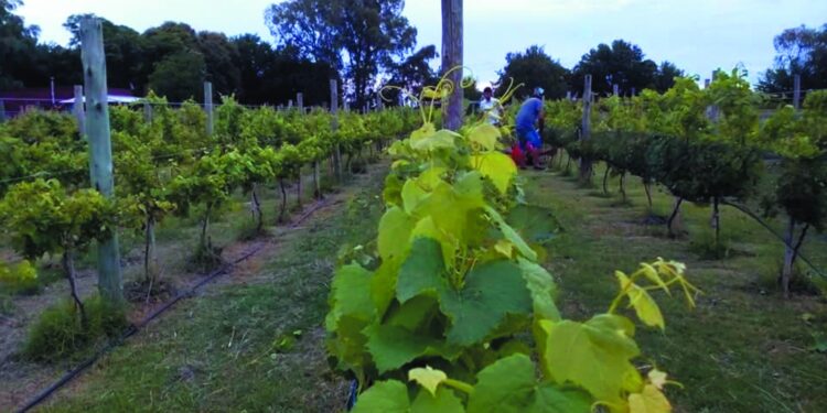 ENOTURISMO: Calendario de eventos Vinos Buenos Aires 