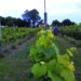 ENOTURISMO: Calendario de eventos Vinos Buenos Aires 