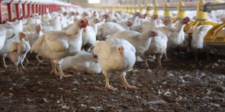 Refuerzan la vigilancia epidemiológica ante nuevos casos de gripe aviar
