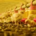 Gripe aviar: Argentina restituye su estatus de país libre del virus