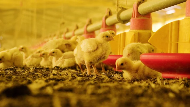 Gripe aviar: Argentina restituye su estatus de país libre del virus