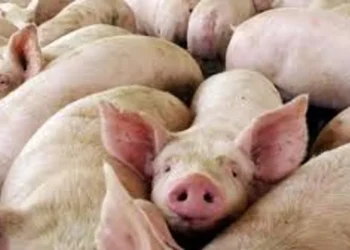 Confirmaron un caso de triquinosis y alertan sobre el consumo de cerdo sin control sanitario