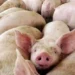 Confirmaron un caso de triquinosis y alertan sobre el consumo de cerdo sin control sanitario