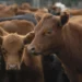 La faena vacuna cayó al nivel más bajo en décadas y el consumo de carne por habitante sigue en descenso