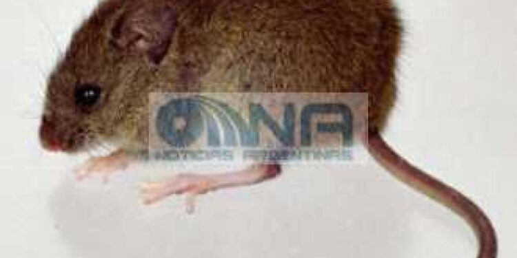La OMS confirmó un segundo caso de hantavirus en el crucero