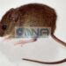 La OMS confirmó un segundo caso de hantavirus en el crucero