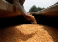 El Gobierno lanza nuevo protocolo sobre la propiedad de semillas y prevé un salto exportador de US$4.000 millones