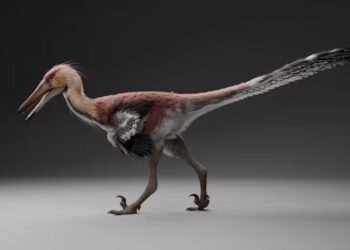 Histórico: hallan una nueva especie de dinosaurio raptor en Santa Cruz