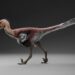 Histórico: hallan una nueva especie de dinosaurio raptor en Santa Cruz
