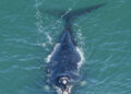 CUANDO EL MAR RESPIRA CERCA, BALLENAS EN LAS COSTAS BONAERENSES