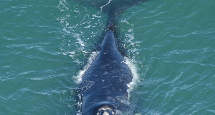 CUANDO EL MAR RESPIRA CERCA, BALLENAS EN LAS COSTAS BONAERENSES