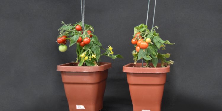 Identifican un gen que mejora el rendimiento de la planta de tomate en respuesta a la densidad de siembra
