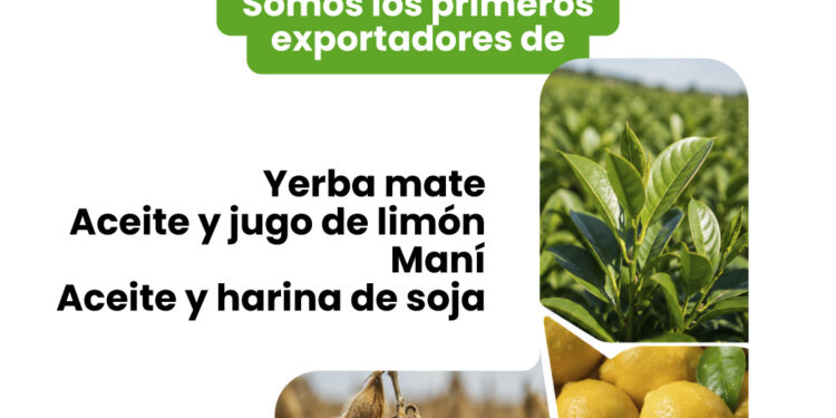 Más de la mitad de las exportaciones argentinas son del agro: el girasol y la yerba las sorpresas