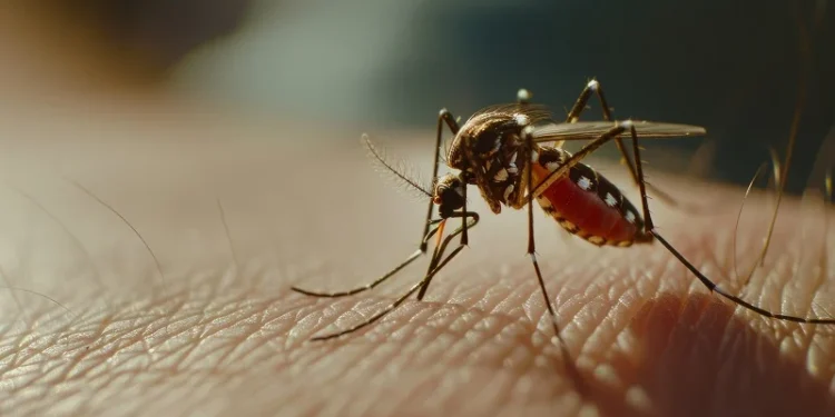 Dengue en invierno: por qué el riesgo no desaparece con el frío