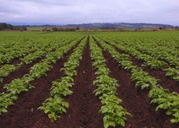La fertilización foliar potencia el rendimiento de los cultivos