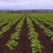 La fertilización foliar potencia el rendimiento de los cultivos