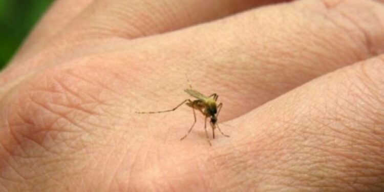 Fiebre chikungunya: se registraron 3 nuevos casos