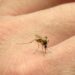 Fiebre chikungunya: se registraron 3 nuevos casos