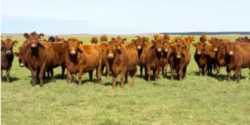 Una por una, las nueve economías regionales que registraron indicadores en rojo durante julio