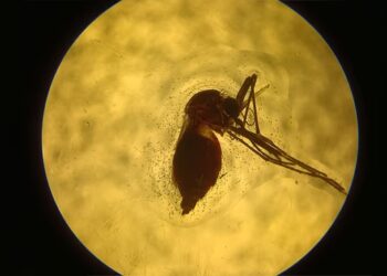 Argentinos avanzan en una vacuna para combatir dengue, Zika, chikungunya y fiebre amarilla