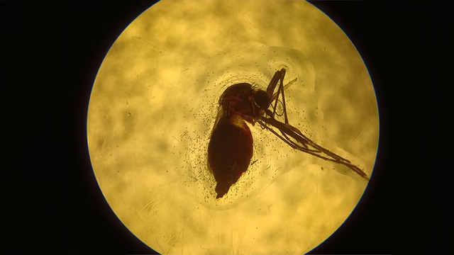 Argentinos avanzan en una vacuna para combatir dengue, Zika, chikungunya y fiebre amarilla