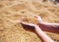 Acuerdo Mercosur-Unión Europea: Una gran oportunidad para el agro, con letra chica