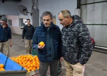 Cítricos argentinos: piden abrir el mercado de Estados Unidos