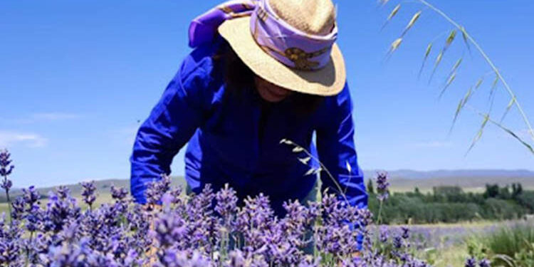 Floración de las Lavandas
