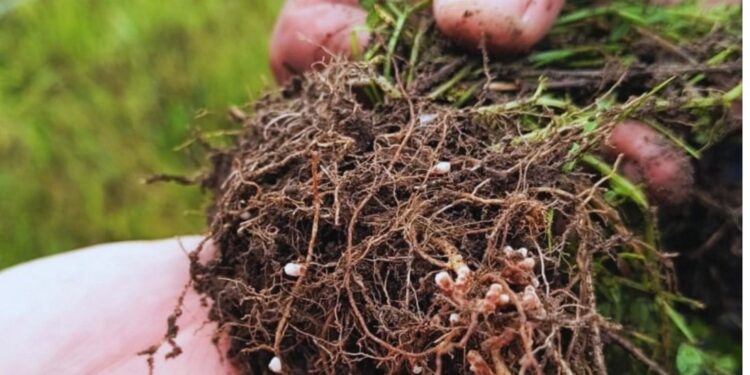 Las lluvias ayudan a recuperar los suelos en Patagones